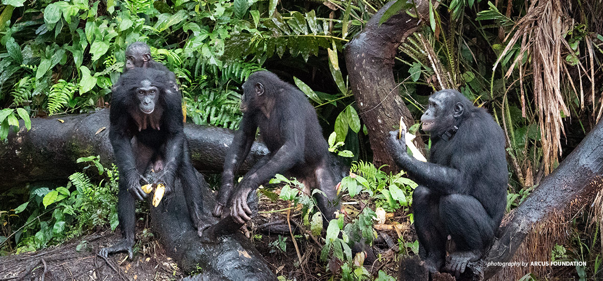 Kabinda territory in Lomami