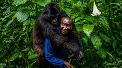 André Bauma: The Man Who Became 'Mother' to Congo's Orphaned Mountain Gorillas