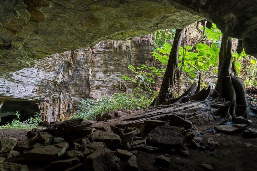 Interior of a limestone cave surrounded by tropical vegetation at Lovo