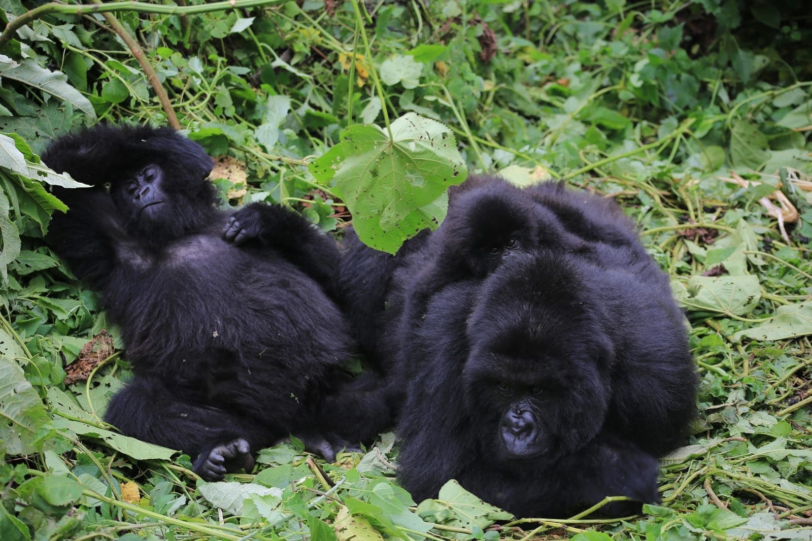 Kahuzi-Biega Lowland Gorilla — 2 Days