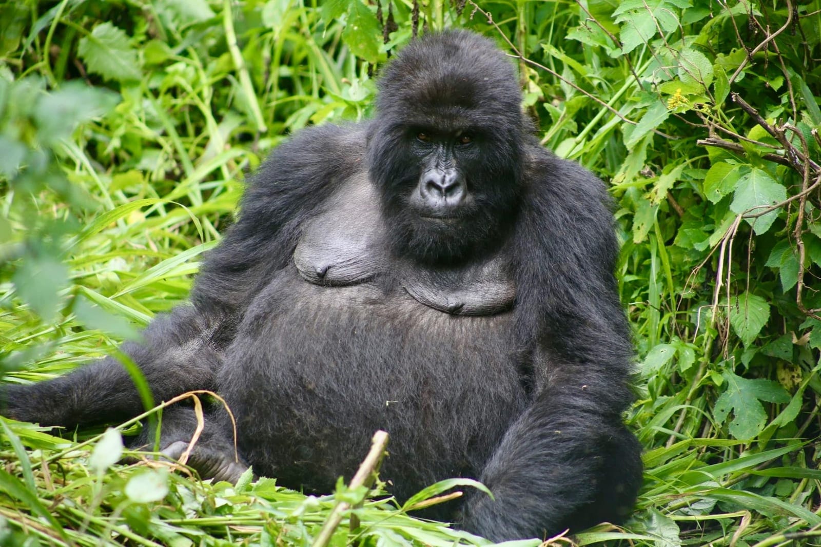 Mountain gorilla on a Congo safari in Virunga National Park