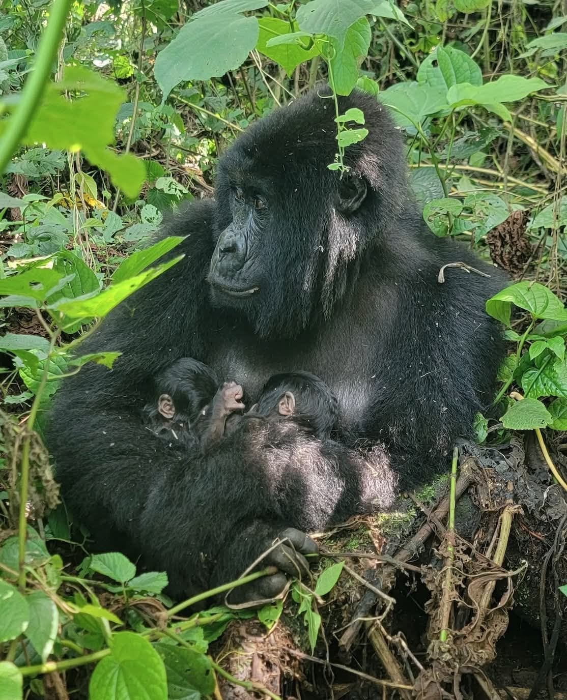 Twin Mountain Gorilla Births in Virunga National Park: A Powerful Sign for Conservation in the DRC