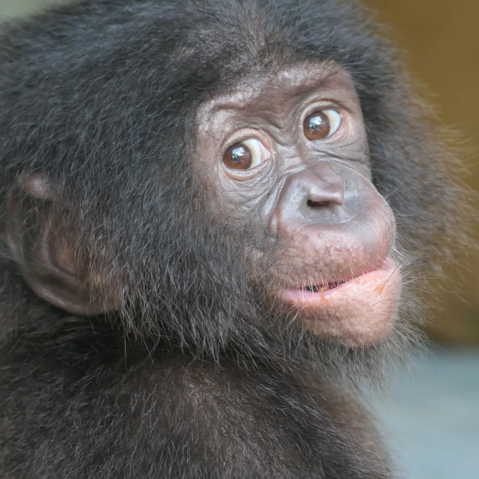 Close-up of a baby bonobo in the Congo rainforest