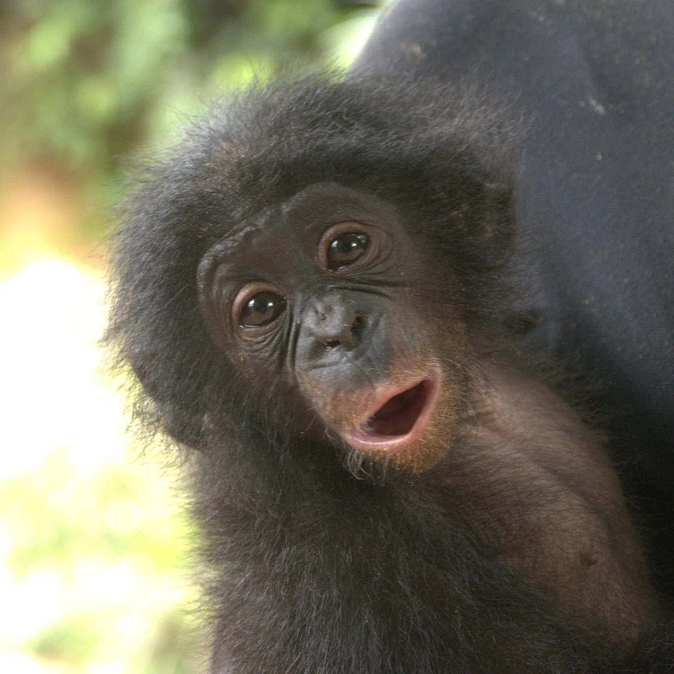 Curious infant bonobo vocalising in the rainforest