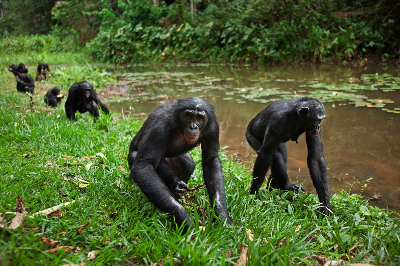 DRC: The World's #1 Biodiversity Country – Wildlife, Rainforests & Living Culture