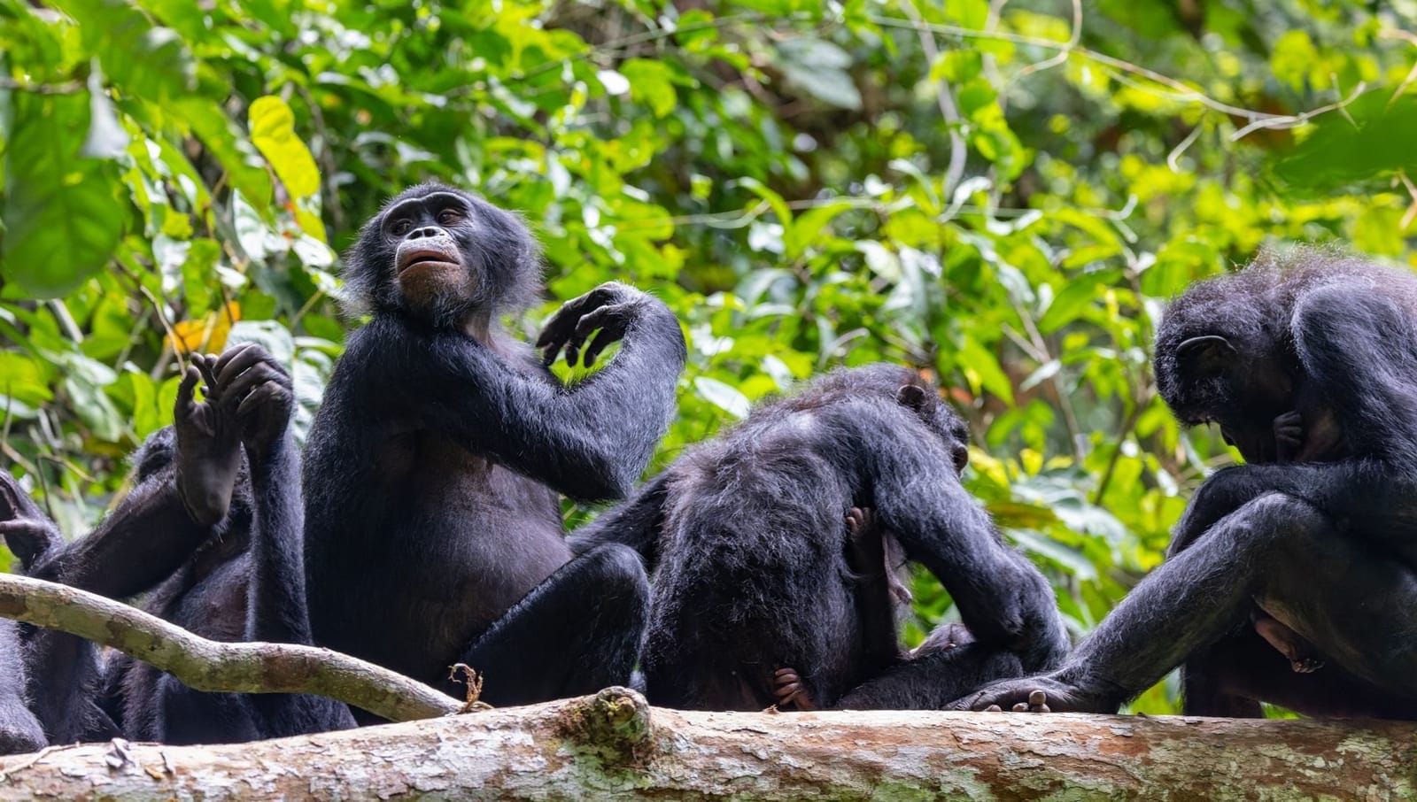 Bonobo forest habitat in Befale