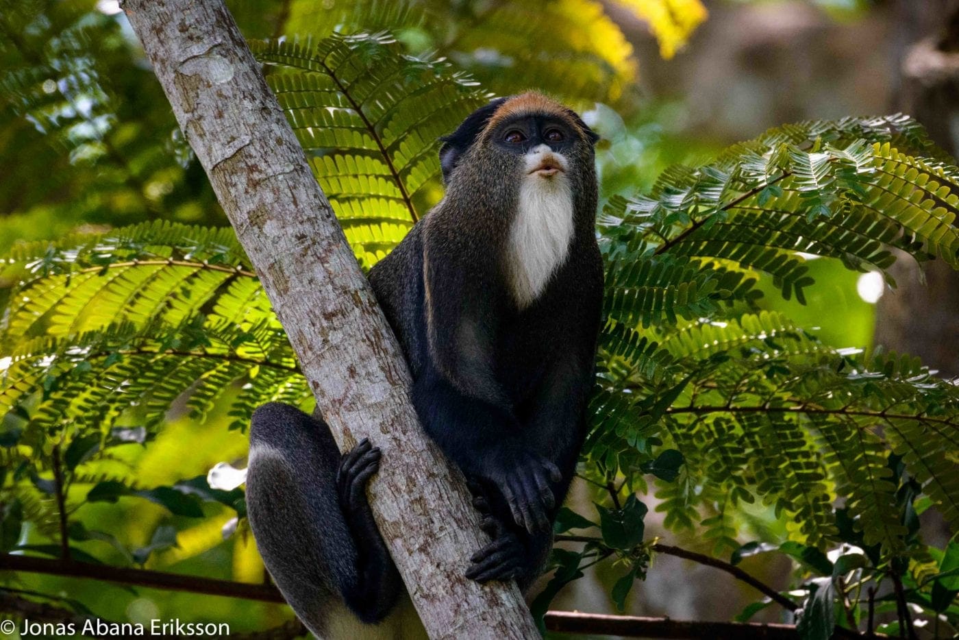 Wild bonobos in their natural rainforest habitat
