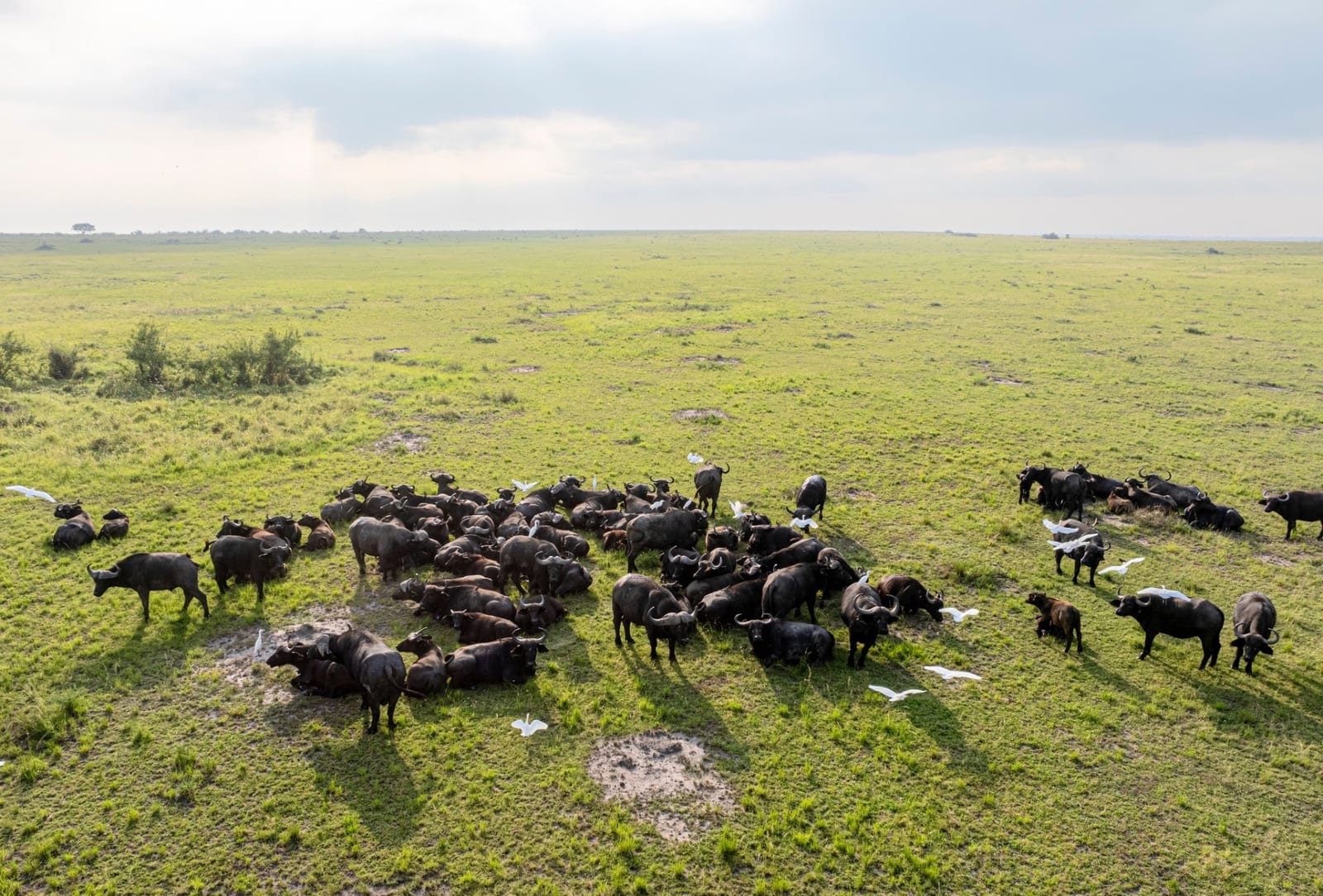 Aerial view of African buffalo herd in Virunga's Ishasha grasslands