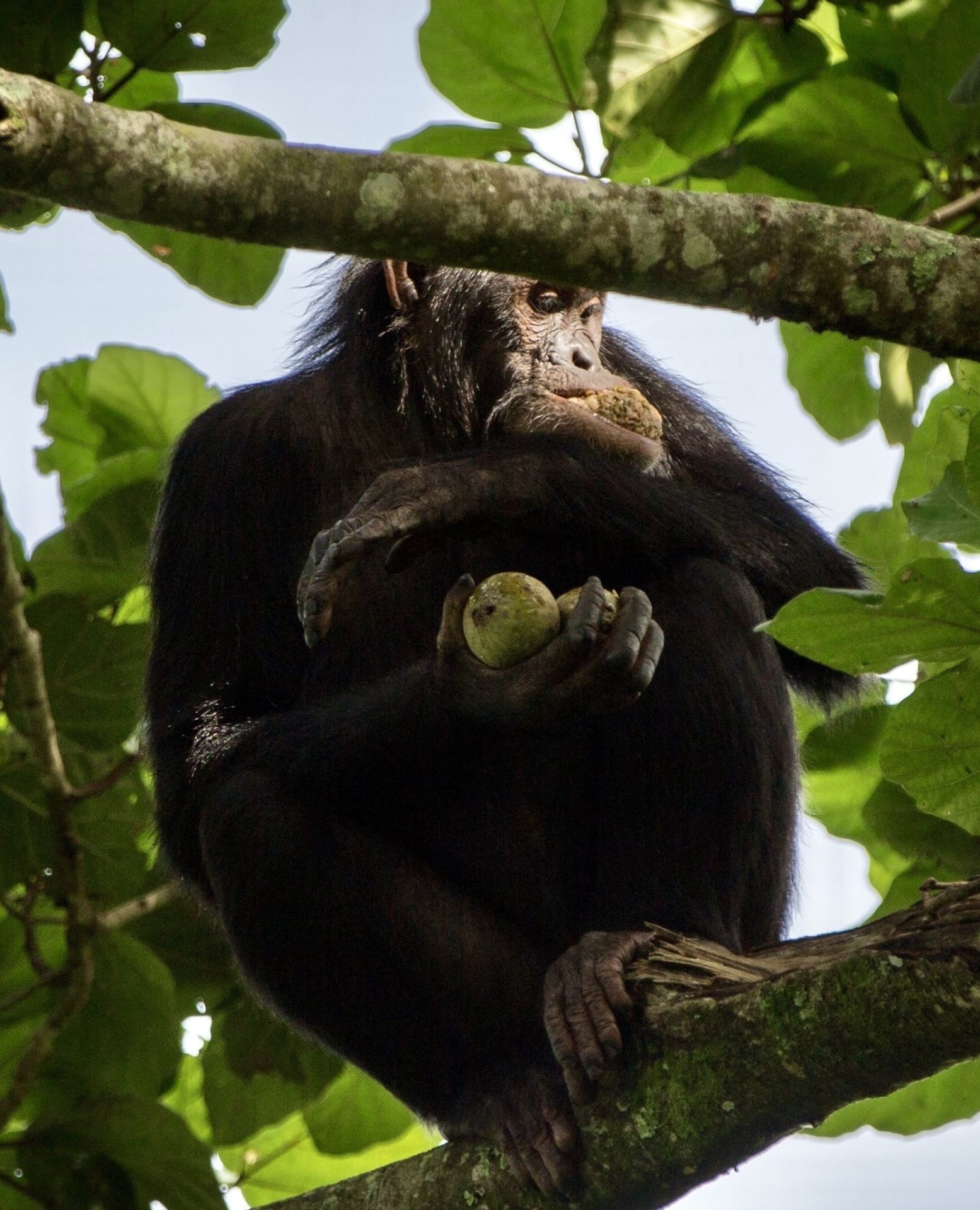 Wild chimpanzee feeding on fruit in Virunga forest canopy
