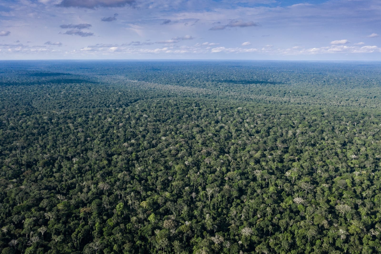 Congo Basin carbon forests