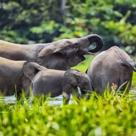 Forest elephants including a calf wading through a shallow forest pool