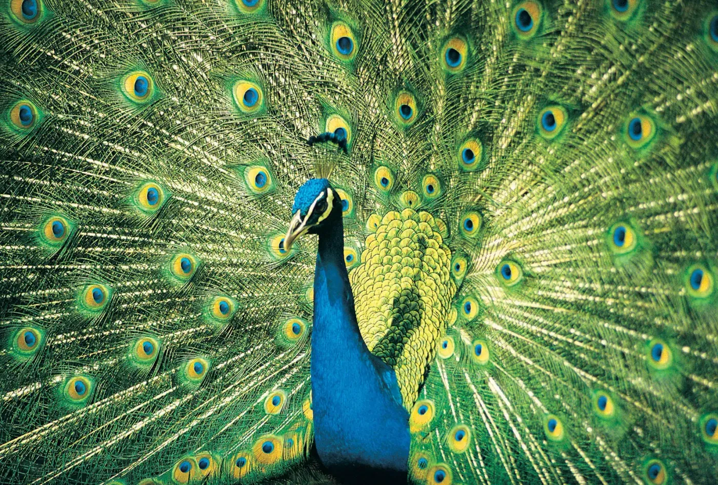 Congo peafowl, the national bird of the Democratic Republic of Congo, displaying iridescent blue-green plumage