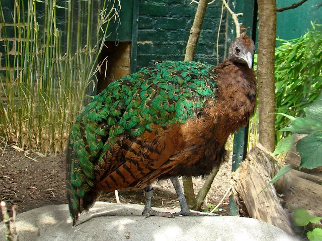 Female Congo peacock with chestnut and emerald plumage
