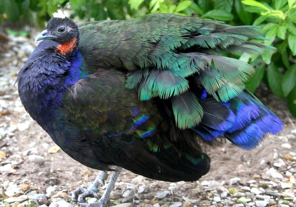 Iridescent male Congo peacock (Afropavo congensis), endemic to the DRC rainforest