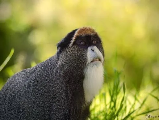 Forest guenon monkey with a white beard photographed in green vegetation