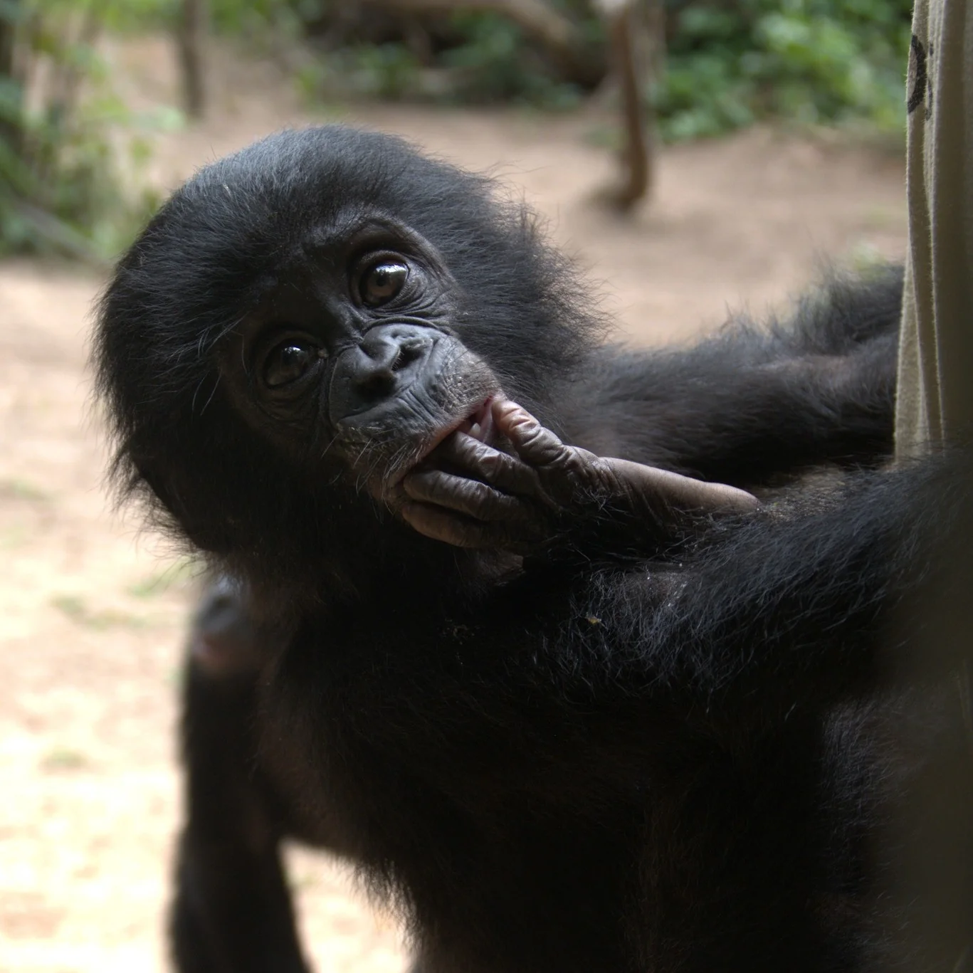Bonobo Habitats Experience – Salonga — CONSERVATION in the Democratic Republic of Congo