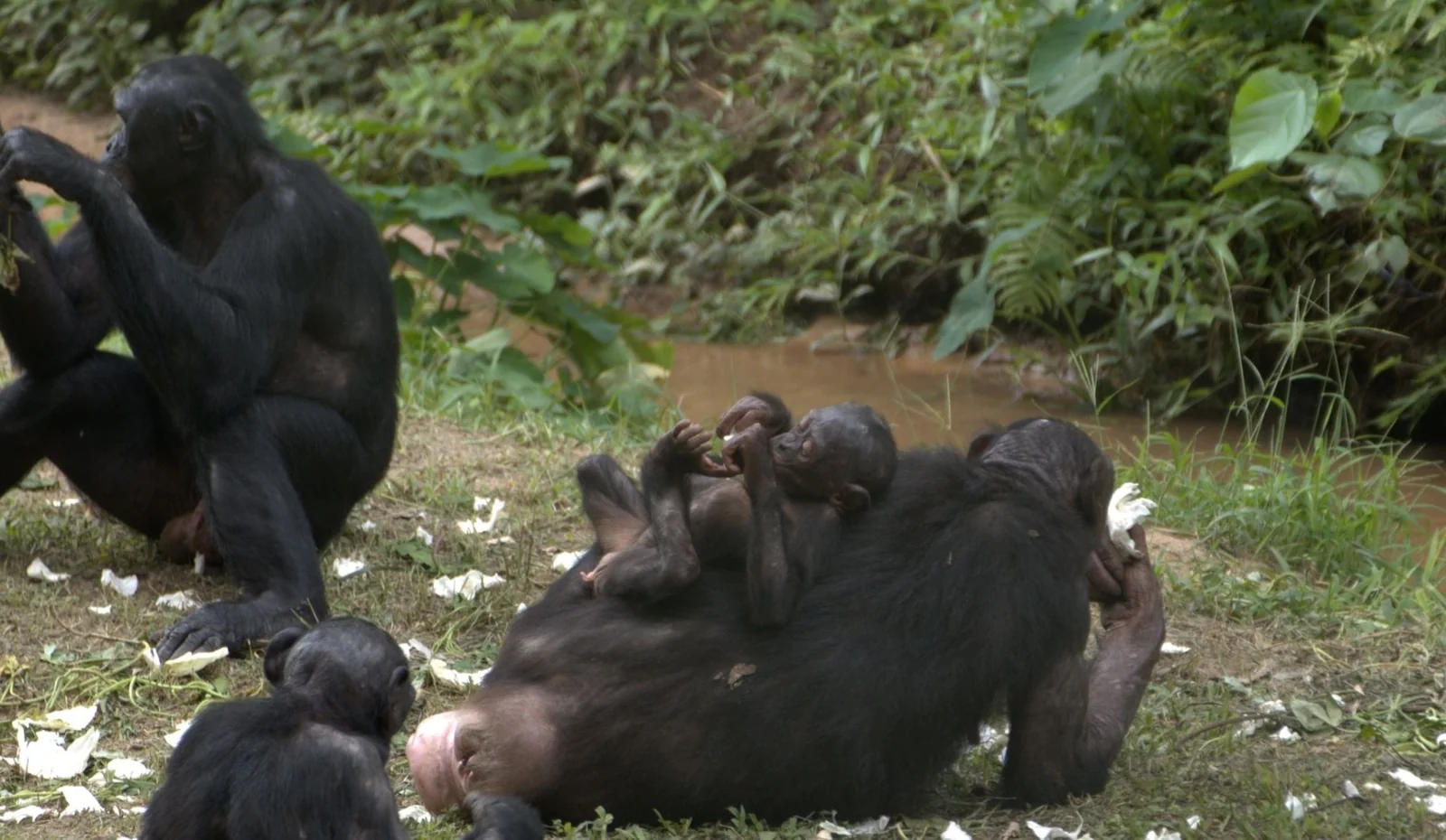 Ituri Forest Scientific Expedition — Scientific Research Expedition in the Democratic Republic of Congo