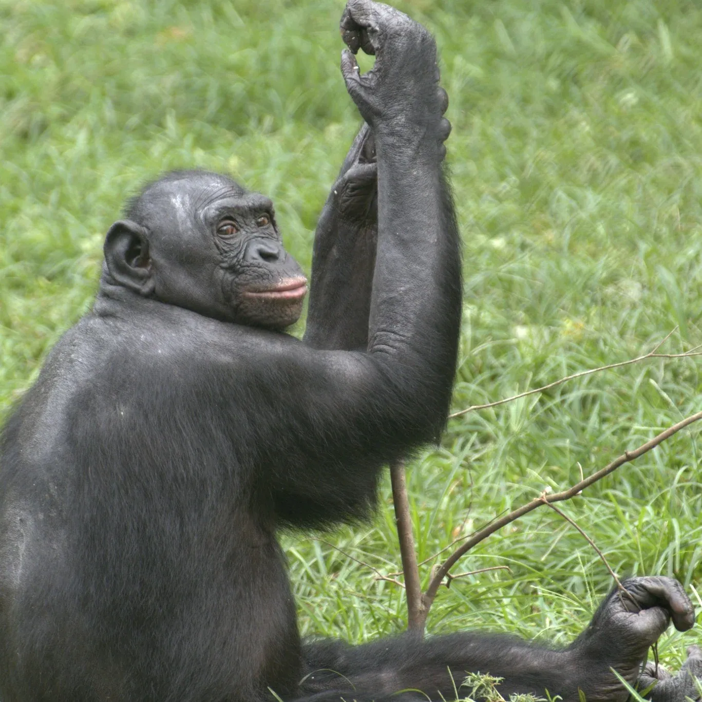 Lomami Bonobo & Rare Primate Discovery — WILDLIFE EXPEDITION in the Democratic Republic of Congo