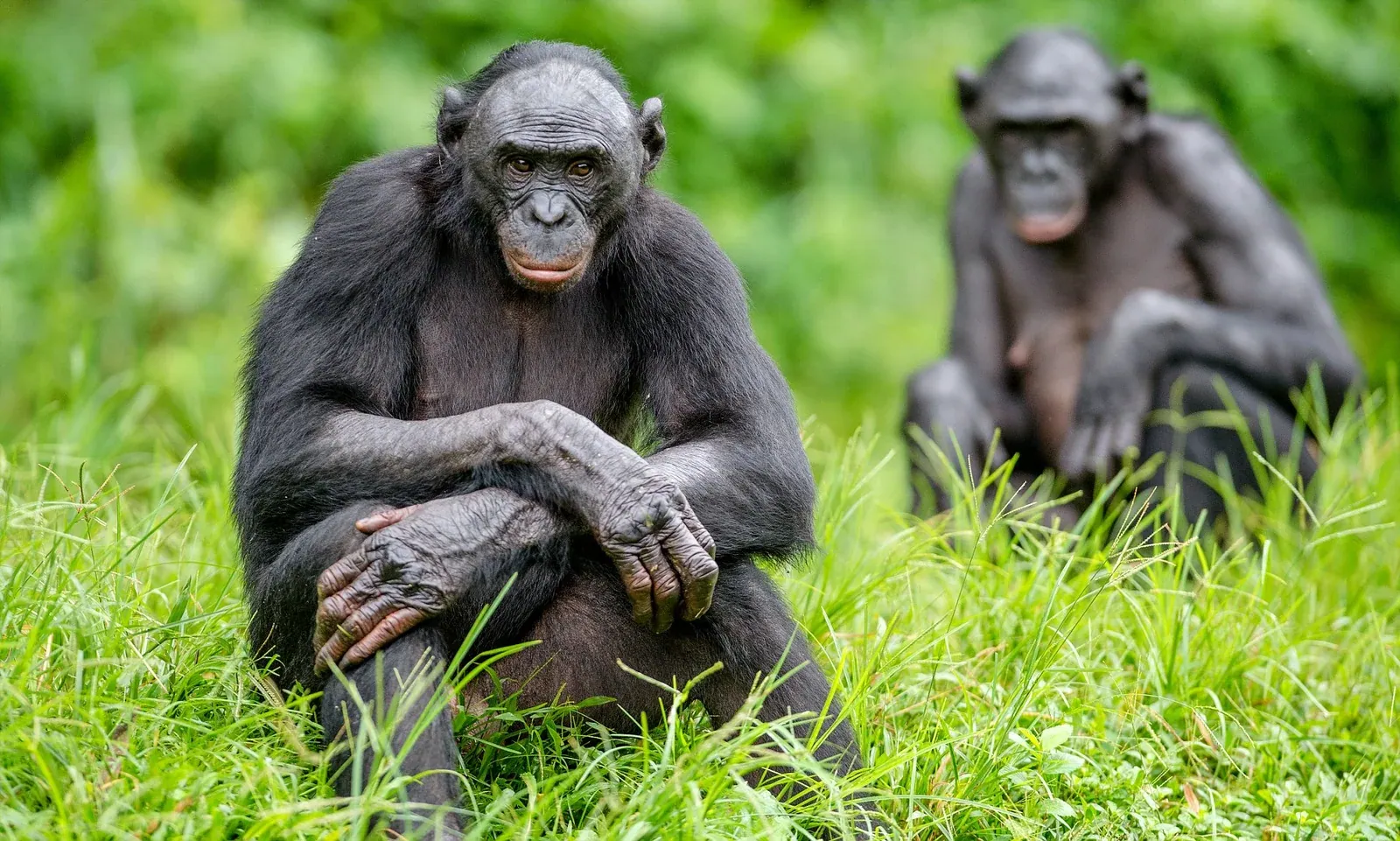Lwiro Primate Sanctuary Ultra-Premium — ULTRA-PREMIUM CONSERVATION in the Democratic Republic of Congo