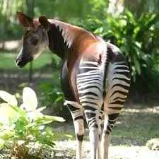 Okapi Ultra-Premium Conservation Experience — Ultra-Premium Conservation Experience in the Democratic Republic of Congo