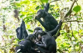 Salonga Bonobo Discovery Expedition