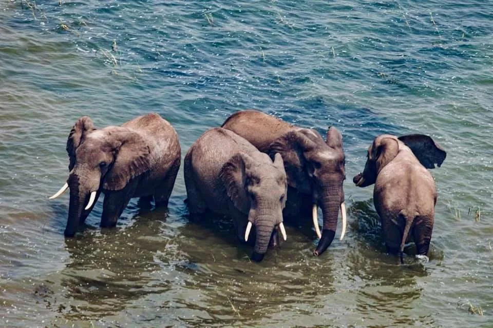 Family group of African forest elephants wading in a Congolese river