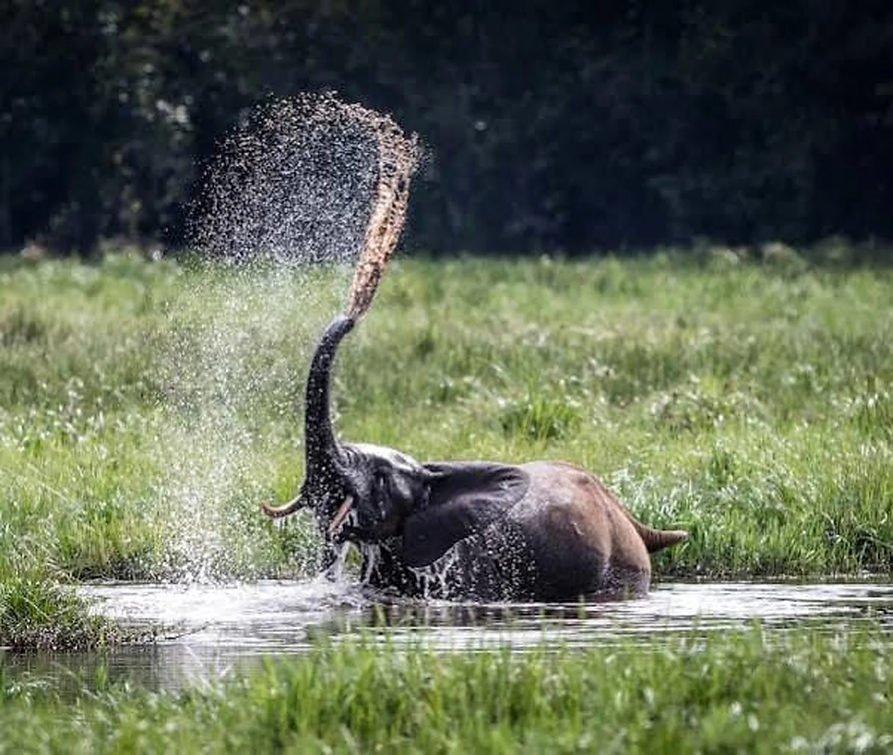 Forest elephant moving through a wetland clearing in the Congo Basin