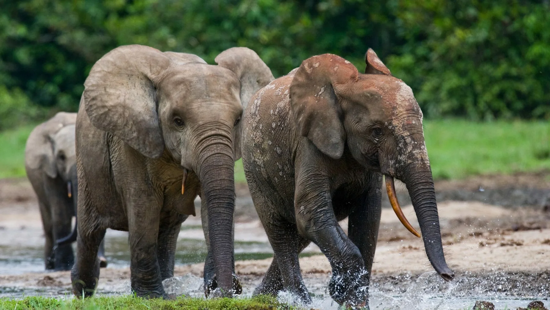 Forest elephants crossing a Congo Basin forest clearing