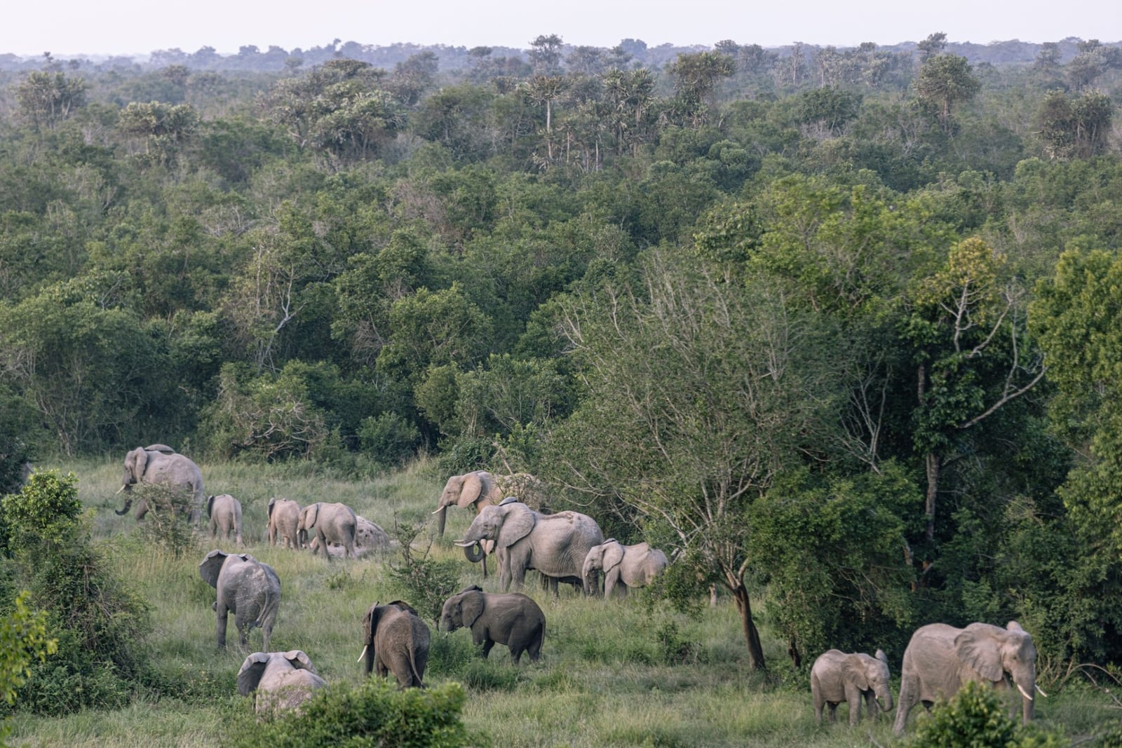 Herd of forest elephants in the savanna of Virunga National Park