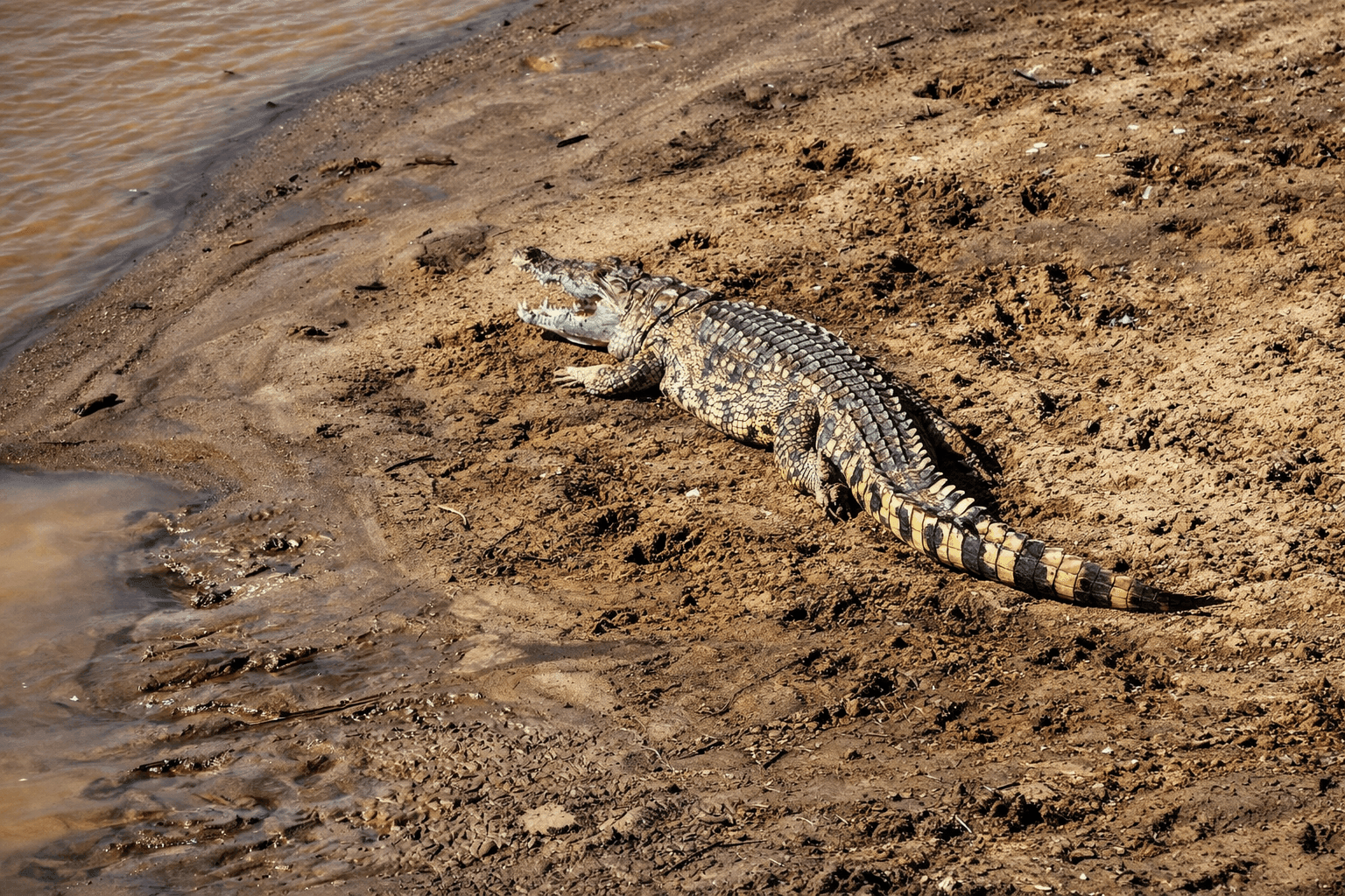 Crocodile on riverbank