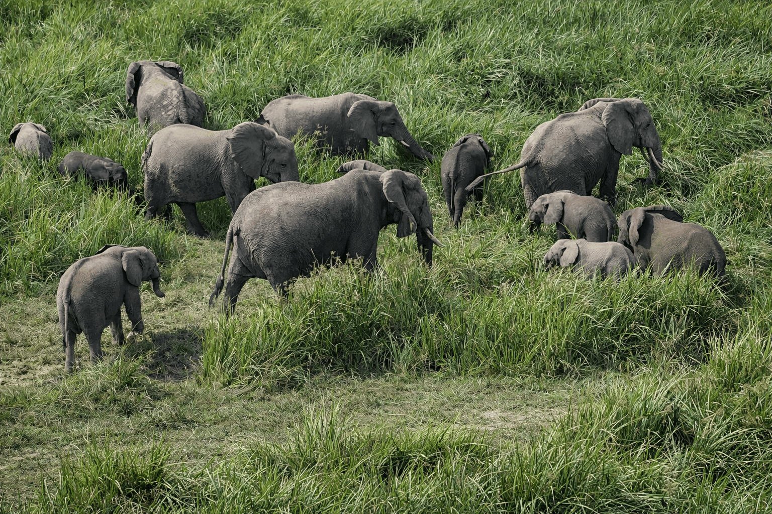 Garamba elephant herd aerial