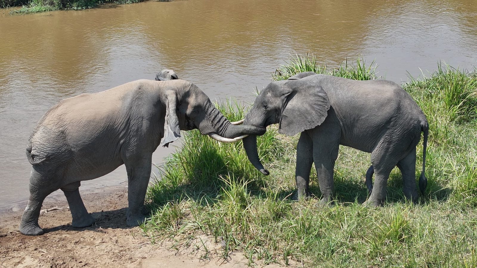 Elephants interacting