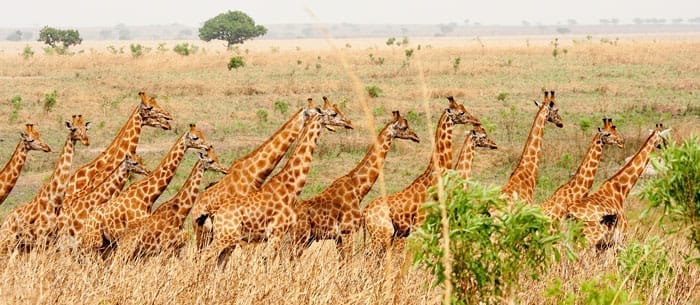 Garamba National Park
