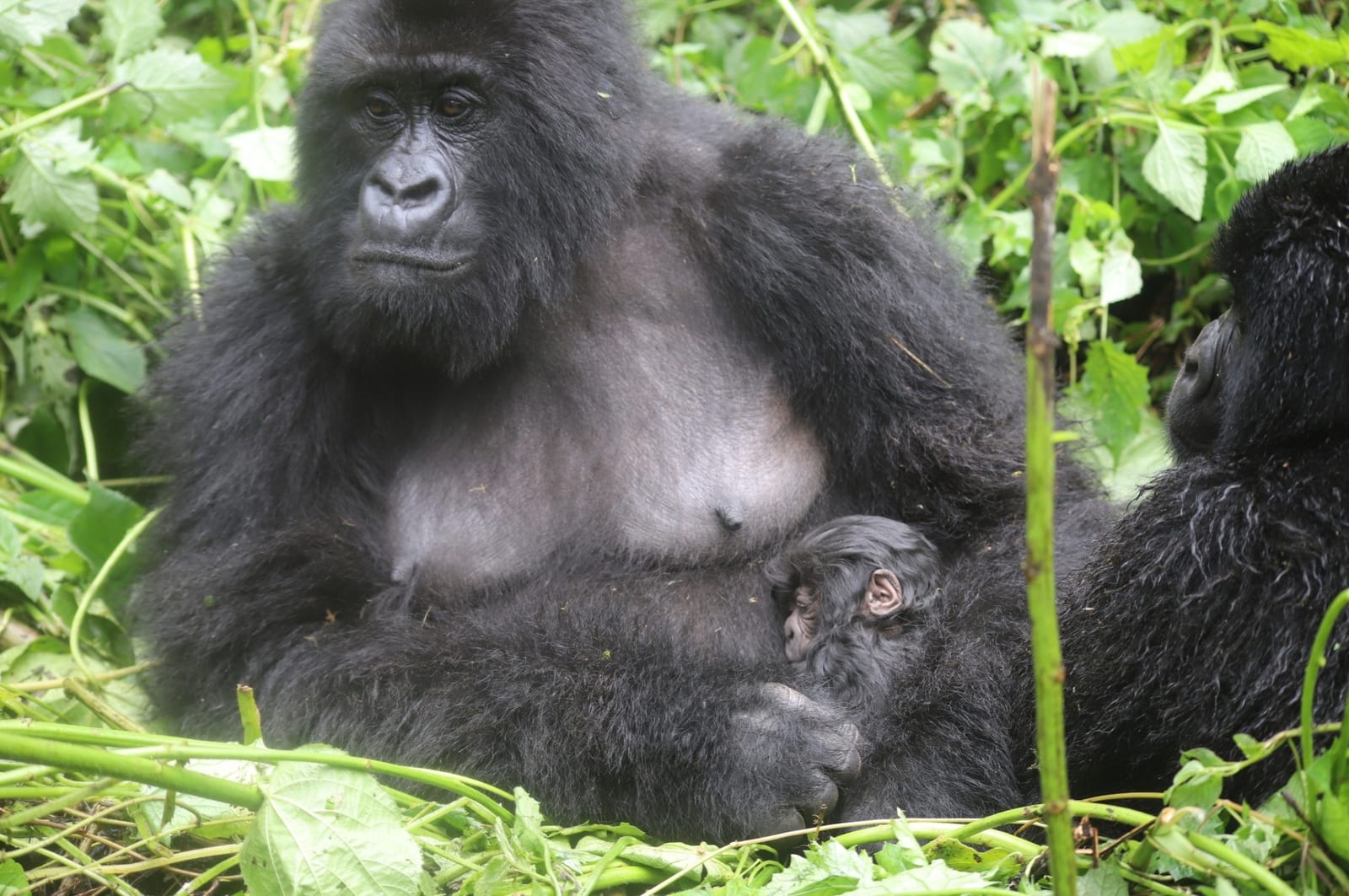 Mountain gorilla mother holding her infant in Virunga