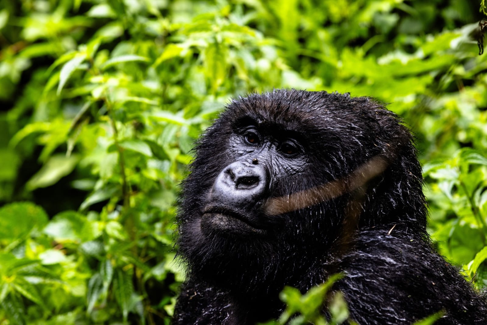 Mountain gorilla portrait in the rain, Virunga DRC