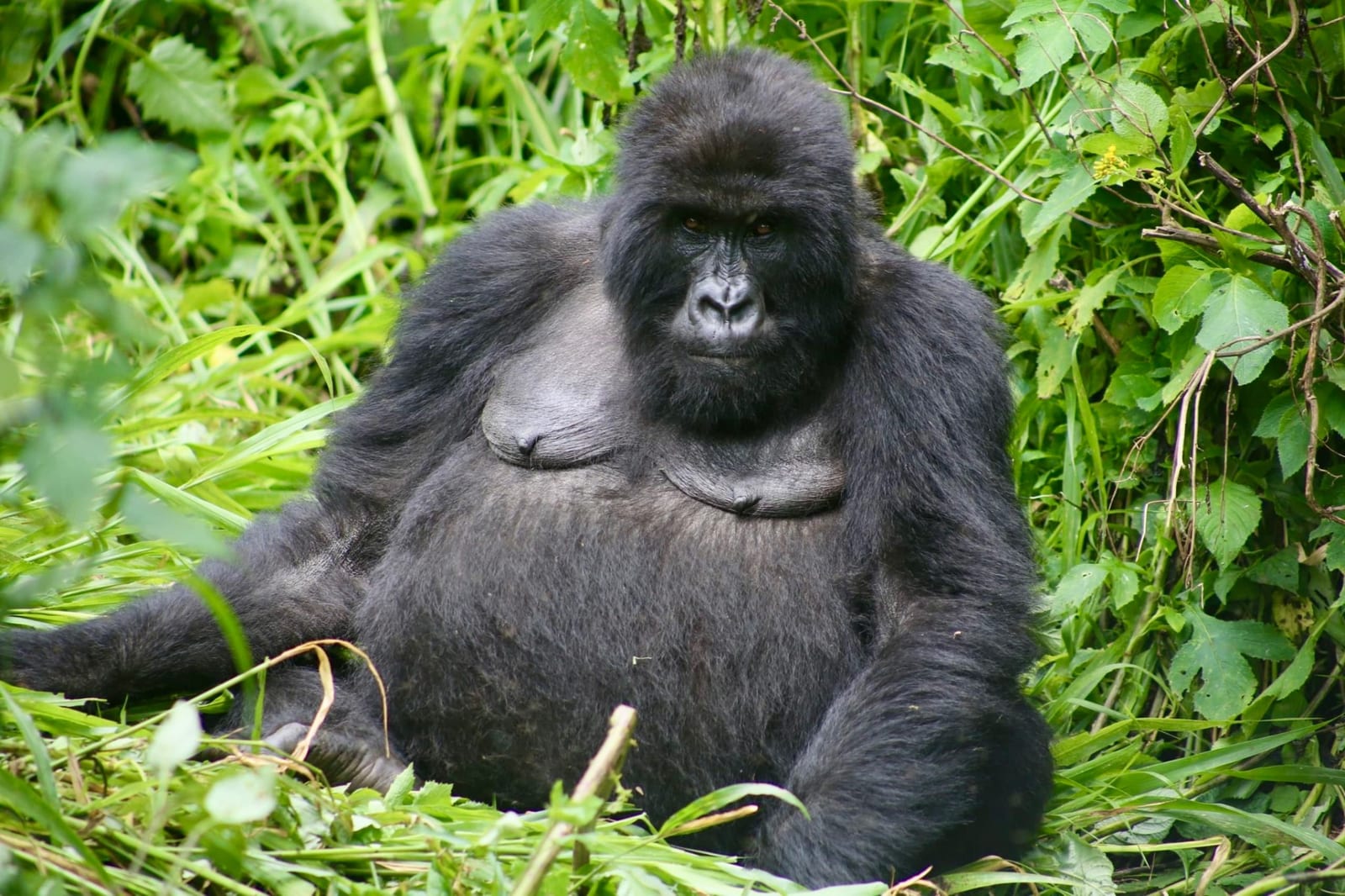 Silverback mountain gorilla resting in Virunga National Park forest