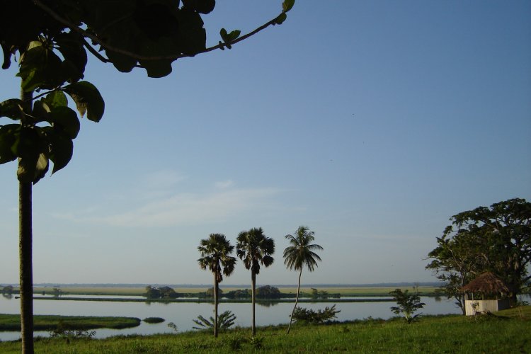 Palm trees and wetlands at sunset over Lake Tumba at Tumba-Lediima Nature Reserve, DRC