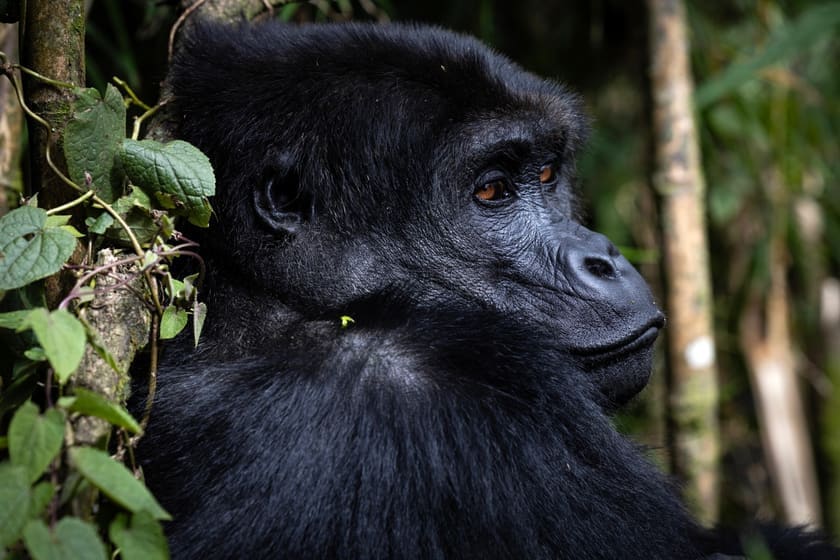 Kahuzi-Biega National Park, Democratic Republic of Congo