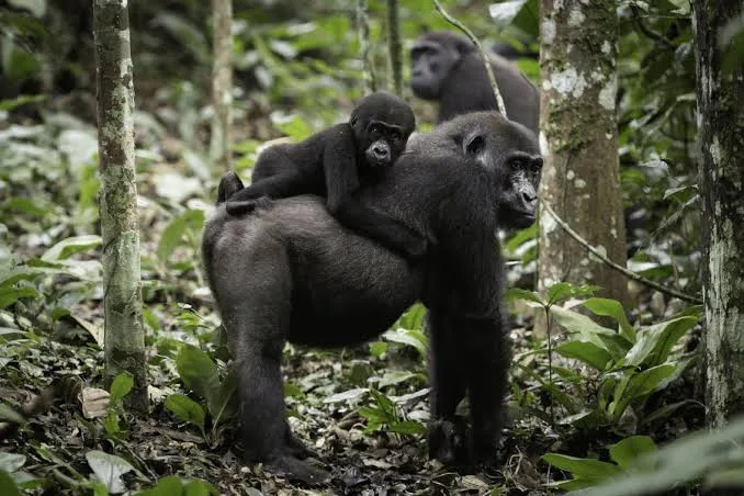 Grauer's gorilla