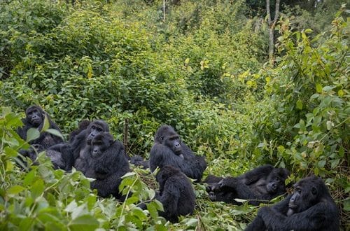 Eastern lowland gorillas in Kahuzi-Biéga National Park