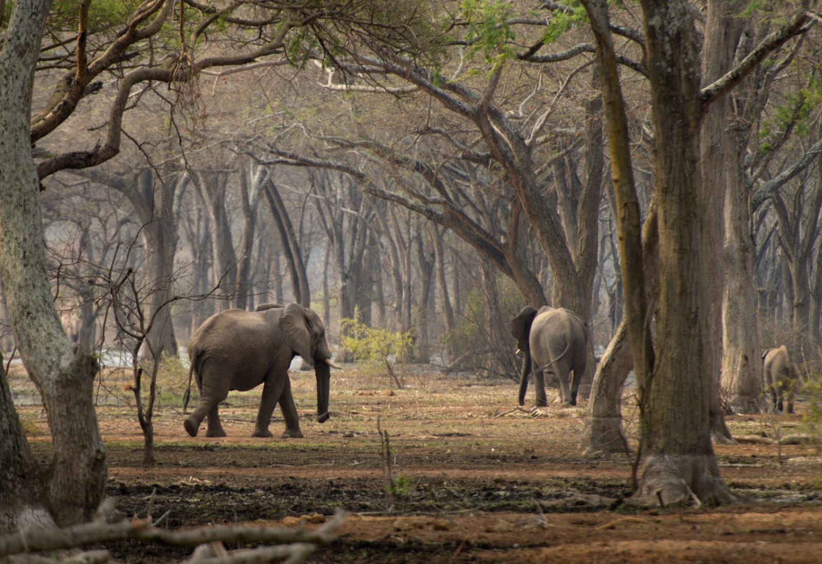Kalwazi Wildlife and Forest Reserve