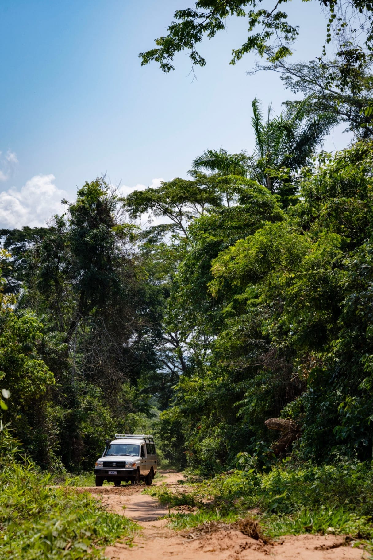 Kasongo Lunda Teak Forest