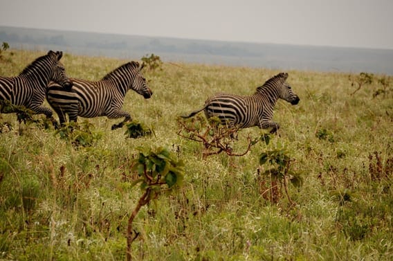 Katanga Savannah Plains