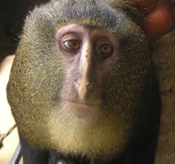 Lesula monkey with distinctive blue face at Kisimba-Ikobo Primate Reserve, North Kivu, DRC