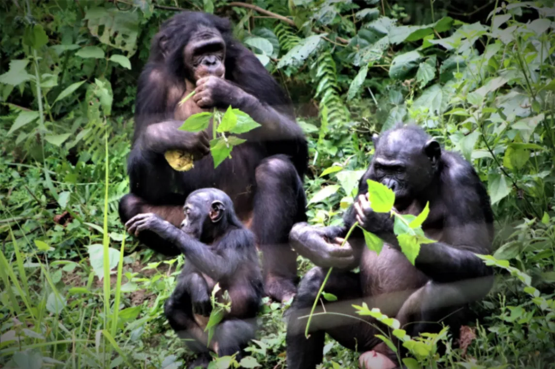 Bonobo family group eating leaves in rainforest at Kokolopori Bonobo Nature Reserve, Tshuapa, DRC