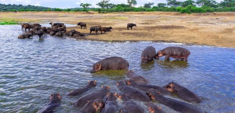 Lake Edward shores with hippos and buffaloes in the Virunga ecosystem