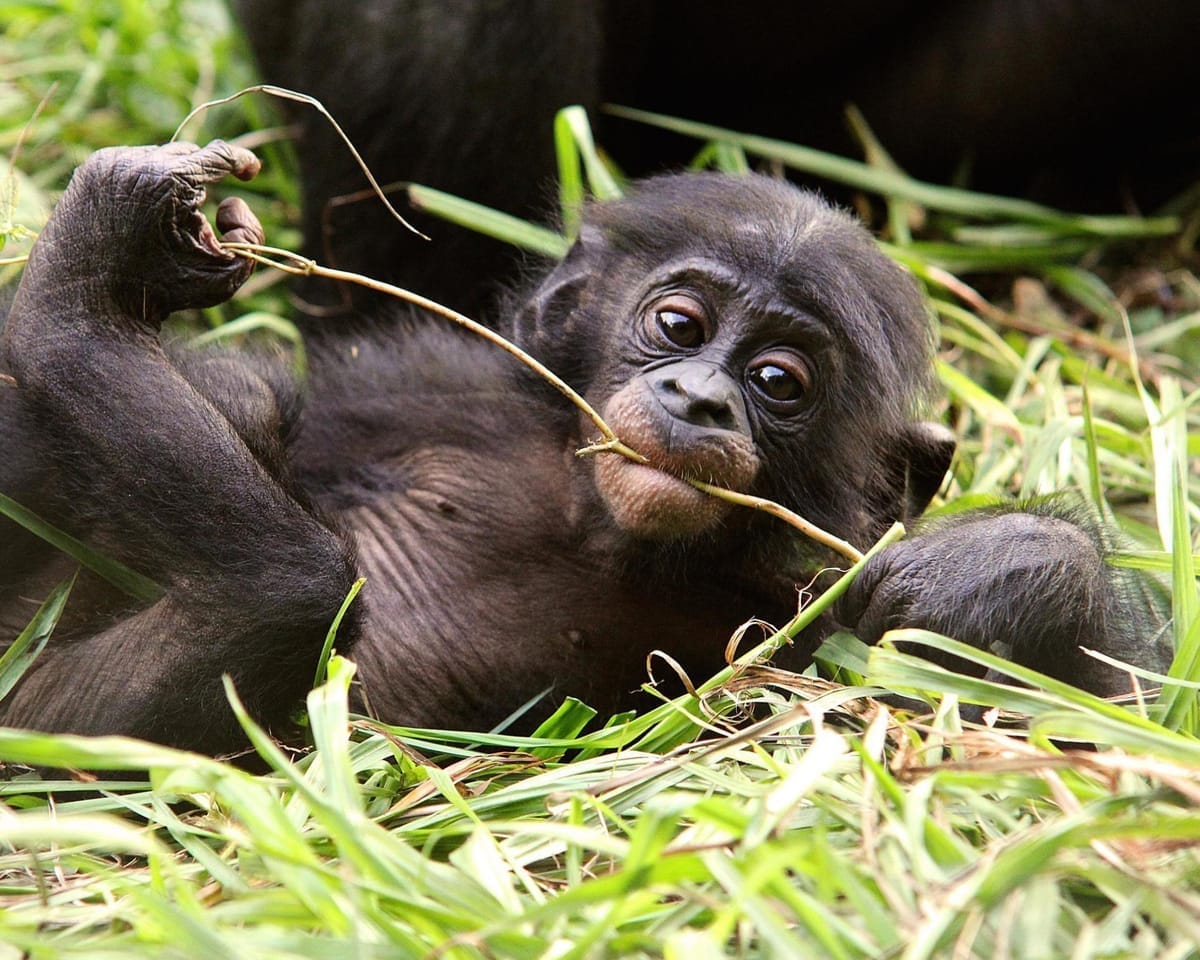 Baby bonobo at Lola ya Bonobo sanctuary near Kinshasa