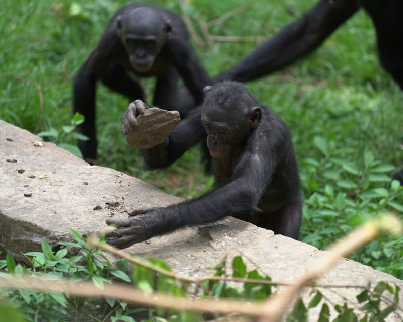 Lola ya Bonobo, Democratic Republic of Congo