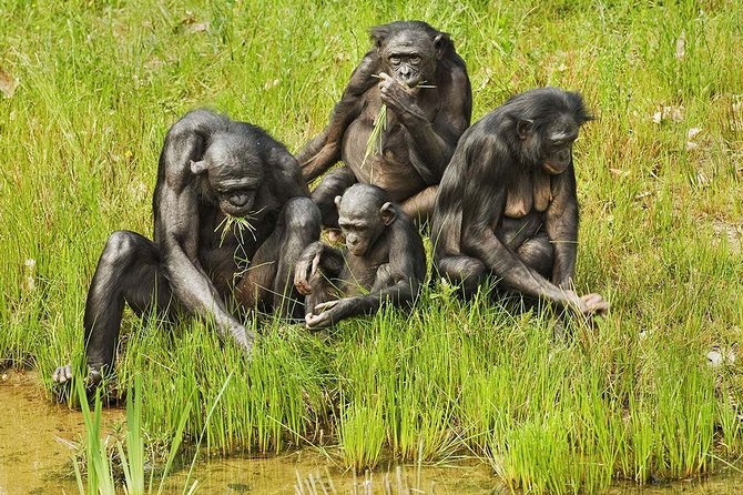 Bonobo family group feeding on grass at Lola Ya Bonobo Sanctuary near Kinshasa, DRC
