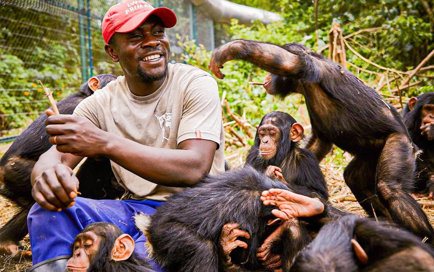 Rescued primates at Lwiro Sanctuary